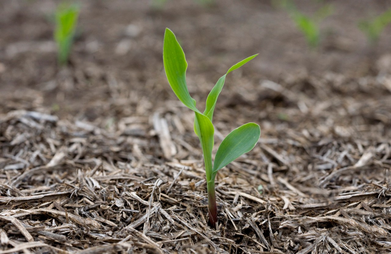 Lanzamiento Carbono Bayer Crop Science programa