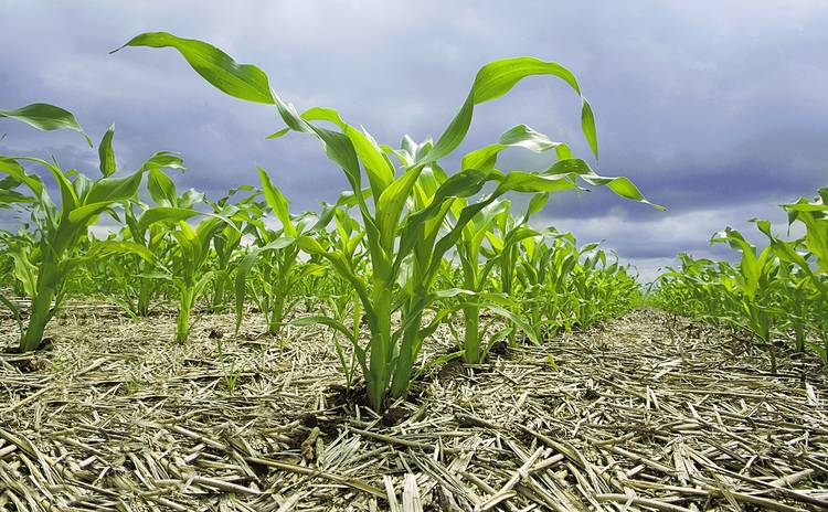 Lanzamiento Carbono Bayer Crop Science programa