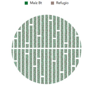 RIB Maíz BT
