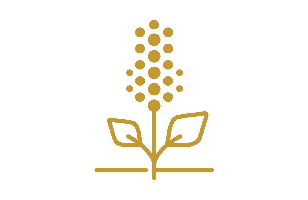 DEKALB corn plant icon